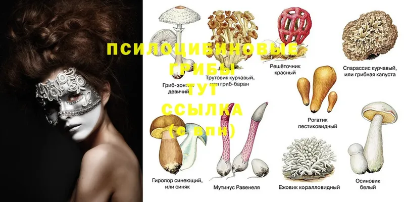 Псилоцибиновые грибы MAGIC MUSHROOMS  Кизилюрт 